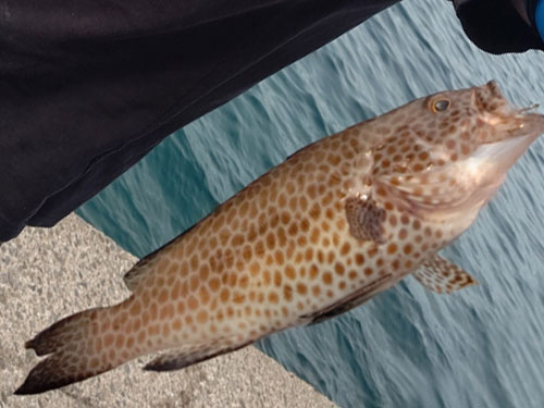 ハタ、根魚|ショアジギングで釣れる魚