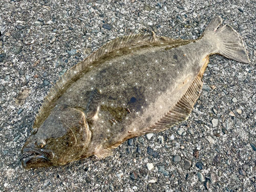 ヒラメ、底もの|ショアジギングで釣れる魚