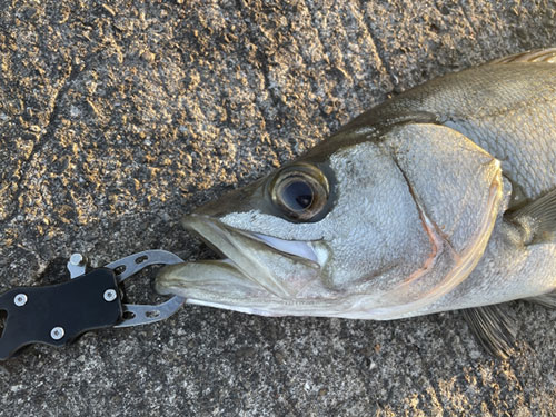ヒラスズキ、|ショアジギングで釣れる魚