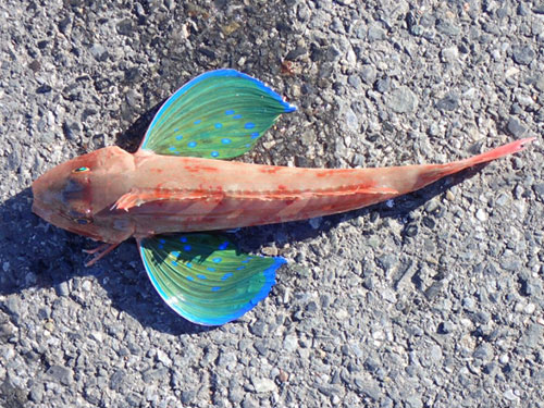 ホウボウ、根魚|ショアジギングで釣れる魚
