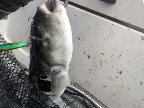 フグ、|ショアジギングで釣れる魚