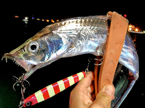 タチウオ、回遊魚|ショアジギングで釣れる魚