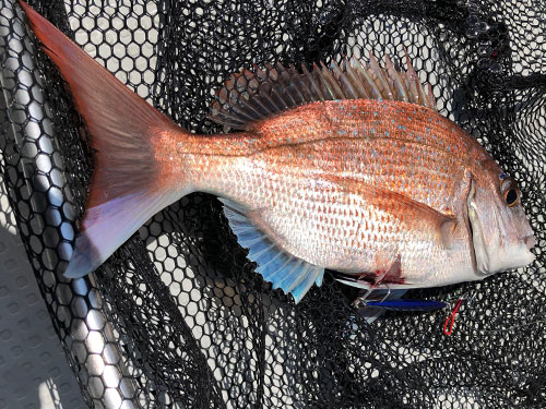 真鯛、|ショアジギングで釣れる魚