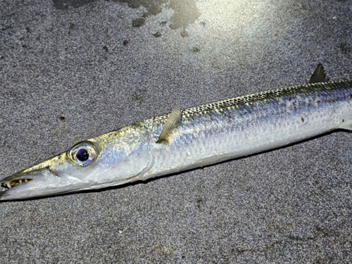 カマス回遊魚|ショアジギングで釣れる魚