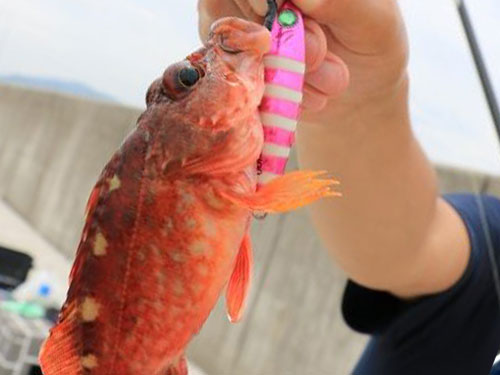 カサゴ、根魚|ショアジギングで釣れる魚