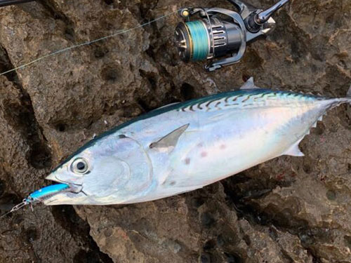 カツオ、青物|ショアジギングで釣れる魚