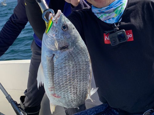 チヌ(キビレ)、外道|ショアジギングで釣れる魚