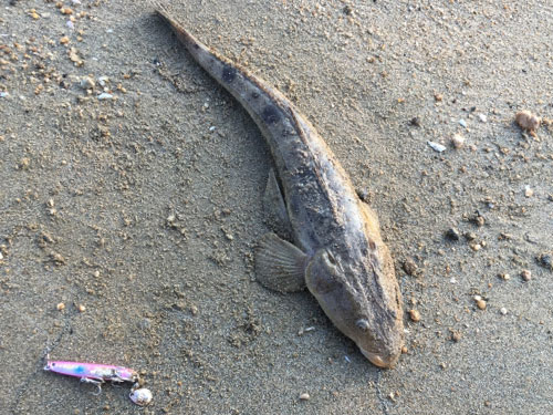 マゴチ、根魚|ショアジギングで釣れる魚
