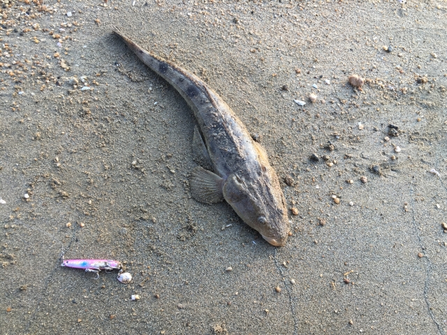 マゴチ|ヒラメ釣りで釣れる魚,外道
