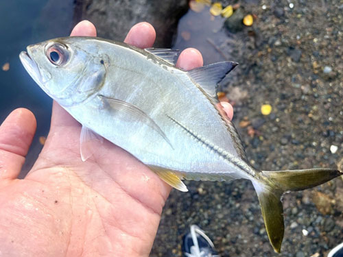 メッキ、回遊魚|ショアジギングで釣れる魚