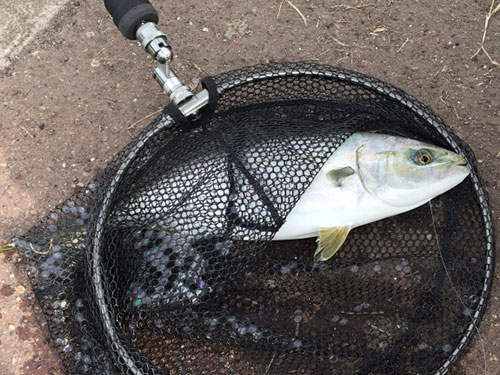 ヒラマサ、青物|ショアジギングで釣れる魚