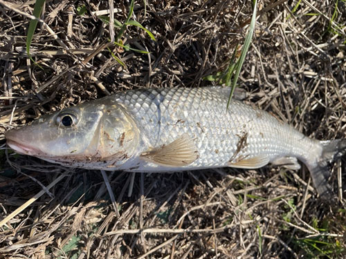 ニゴイ、淡水魚|ショアジギングで釣れる魚