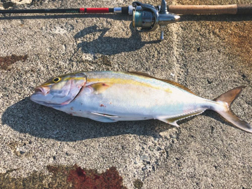 カンパチ、青物|ショアジギングで釣れる魚