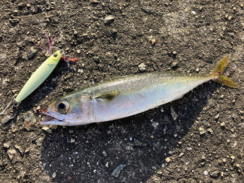 サバ、青物|ショアジギングで釣れる魚