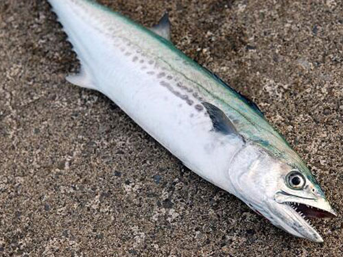 サワラ、青物|ショアジギングで釣れる魚