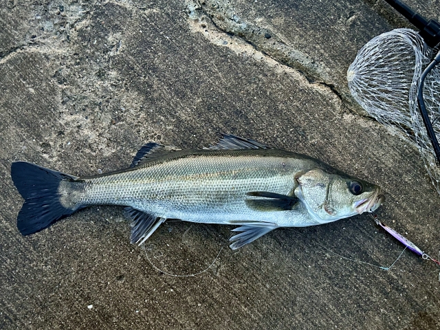 シーバス|ヒラメ釣りで釣れる魚,外道