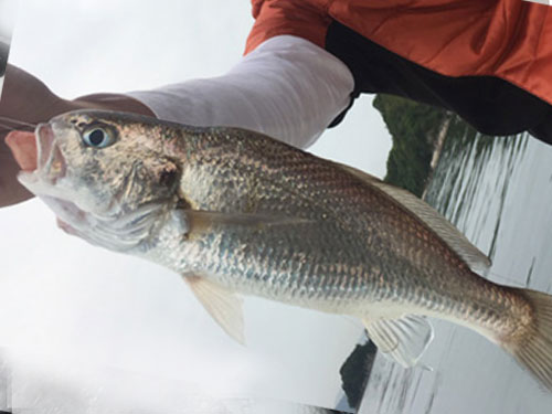 シログチ、|ショアジギングで釣れる魚