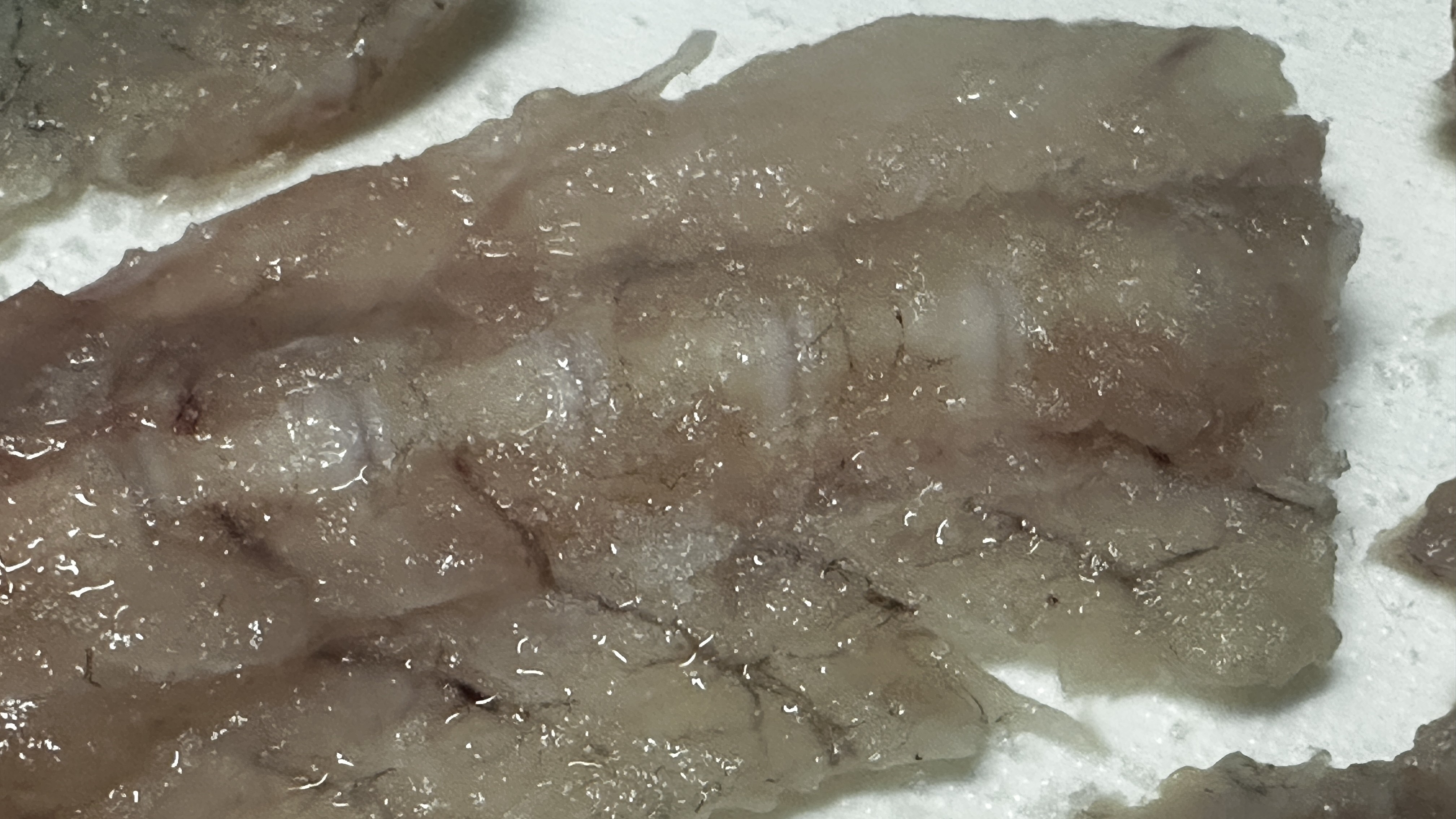 魚の下処理|すずきのブーリッド