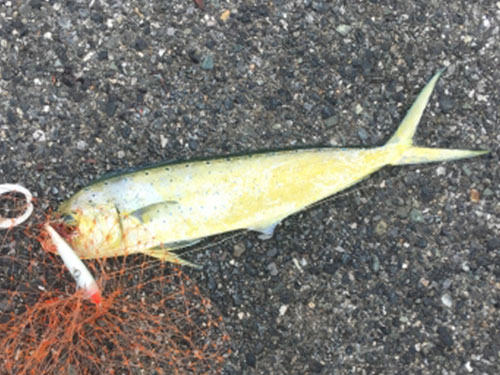 シイラ、青物|ショアジギングで釣れる魚