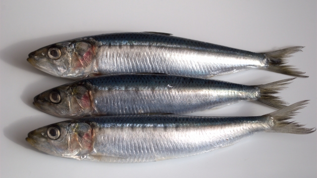イワシ｜アジングで釣れる魚,外道