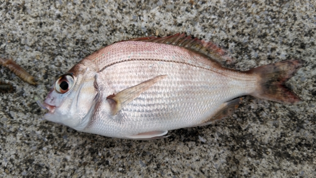 レンコダイ｜アジングで釣れる魚,外道