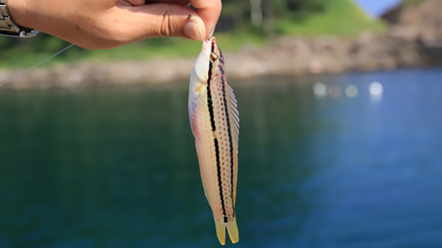 ベラ｜アジングで釣れる魚,外道