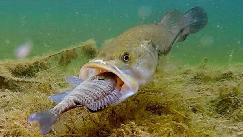 捕食シーン|ブラックバスの生態