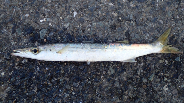 カマス｜アジングで釣れる魚,外道