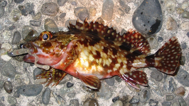 カサゴ｜アジングで釣れる魚,外道