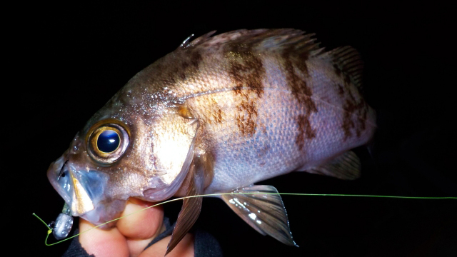 メバル｜アジングで釣れる魚,外道