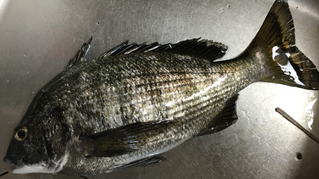 チヌ(クロダイ)｜アジングで釣れる魚,外道