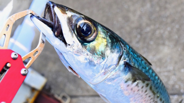 サバ｜アジングで釣れる魚,外道