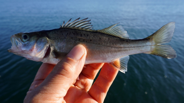 セイゴ、フッコ｜アジングで釣れる魚,外道