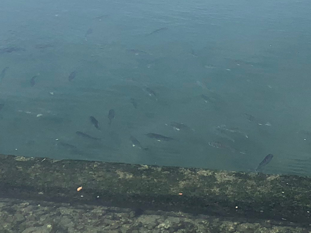 ポイント攻略|チニング,釣れない,釣れる釣り方