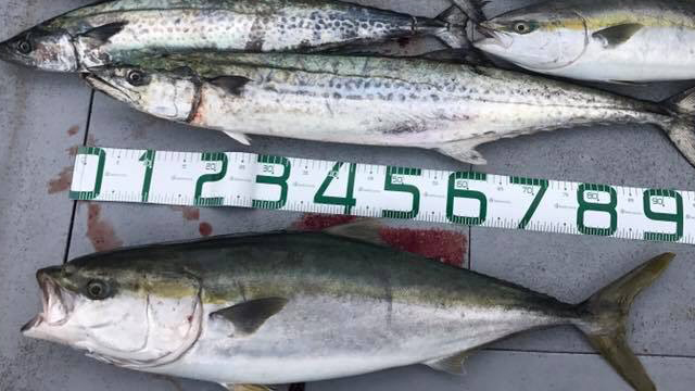 ブリ｜ブレードジギングで釣れる魚