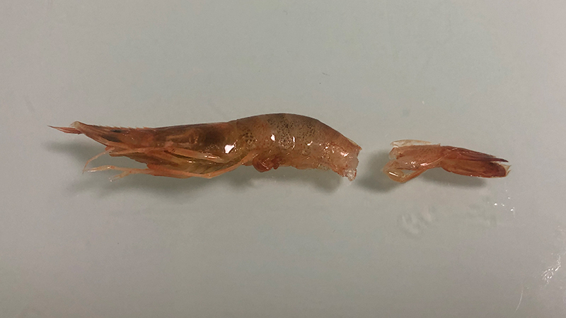 エビラバの付け方①｜エビラバ,使い方,釣り方