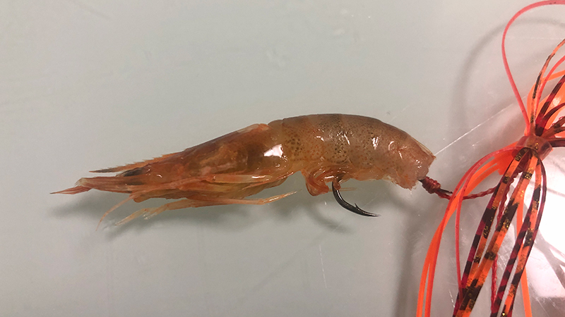 エビラバの付け方②｜エビラバ,使い方,釣り方