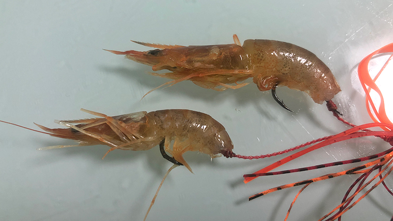 応用編｜エビラバ,使い方,釣り方