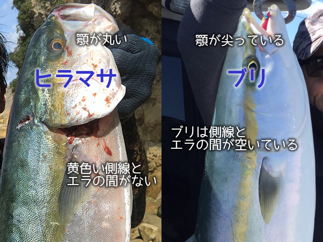 ヒラマサとブリの見分け方|ヒラマサ,生態,習性,時期,釣り方