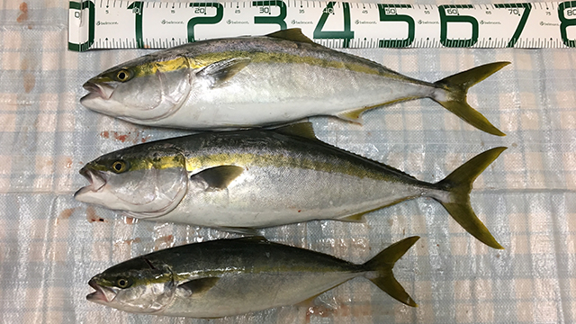 ハマチ・ヤズ｜ブレードジギングで釣れる魚