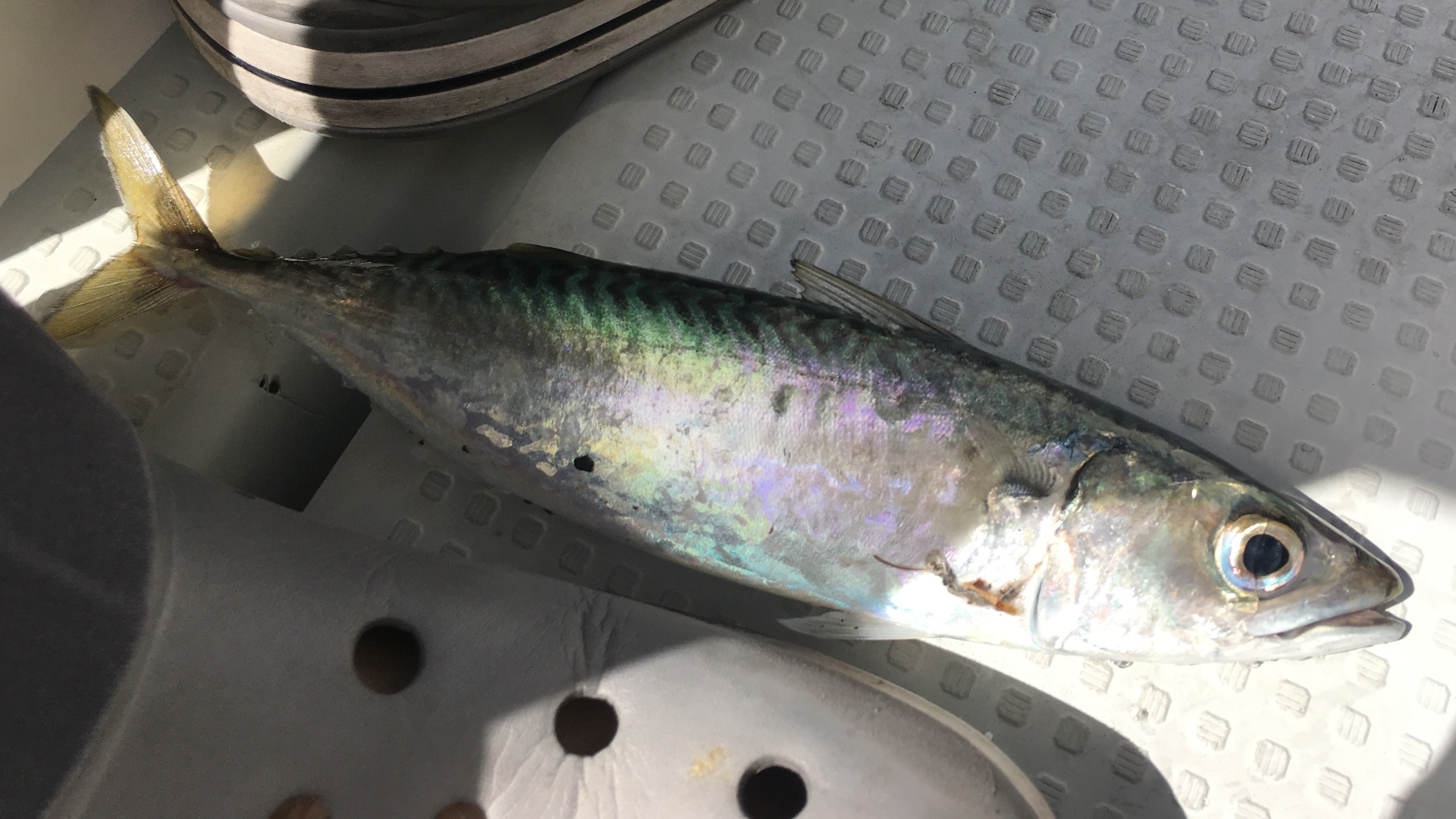 サバ｜ブレードジギングで釣れる魚