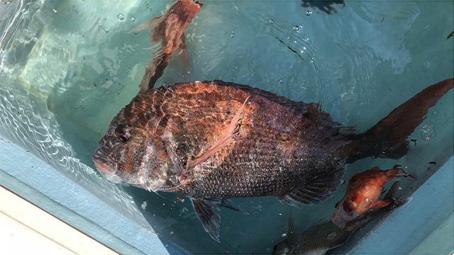 真鯛｜ブレードジギングで釣れる魚