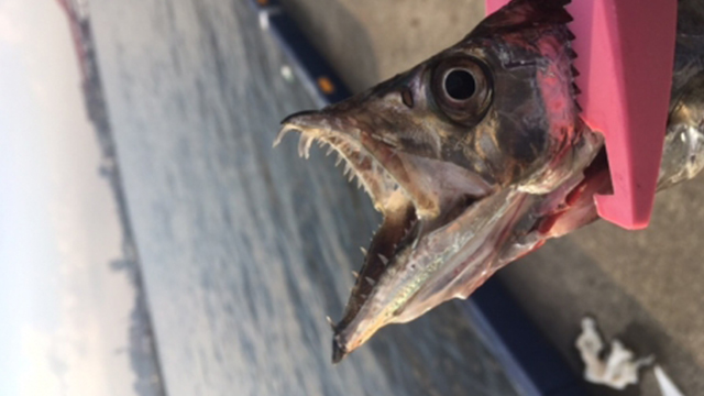 釣り方|タチウオジギング
