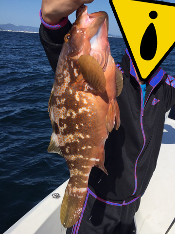 アコウ|ライトジギングで釣れる魚