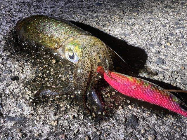 夜釣ることの利点、欠点|エギング,夜,釣り方,おすすめ,カラー
