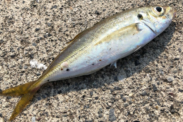 秋の特徴|秋,アジング,釣り方,ワーム,タックル