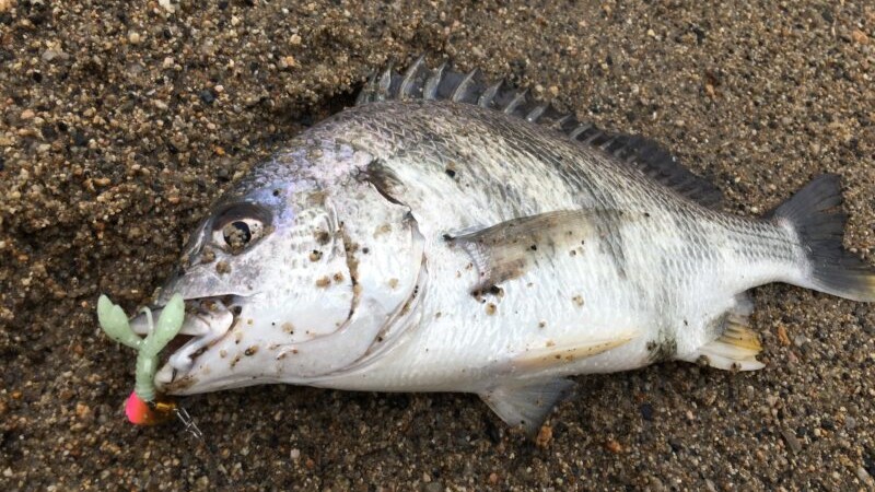 チニング晩秋釣果|チニング,秋