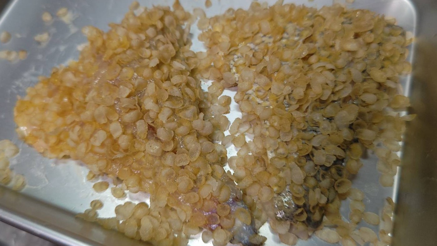 衣をつける②|魚の玄米フレークフライ・納豆タルタルソース,レシピ,釣果メシ