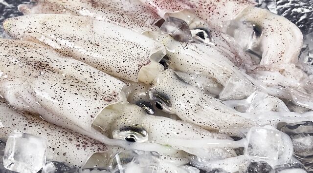 ヒイカ|エギングで釣れるイカの種類