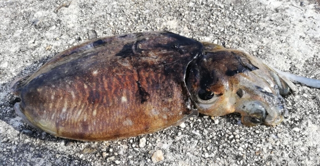 コウイカ|エギングで釣れるイカの種類